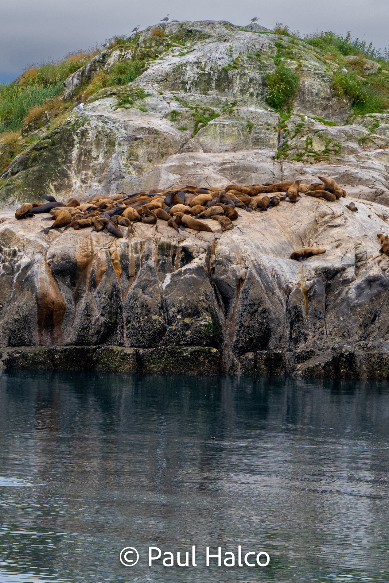 Paul Halco - Glacier Bay NP-10